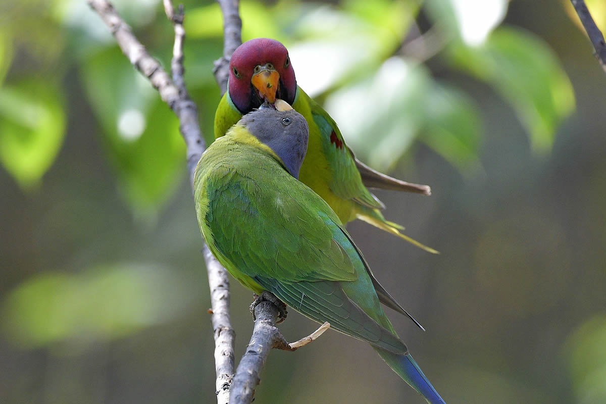 birds-1