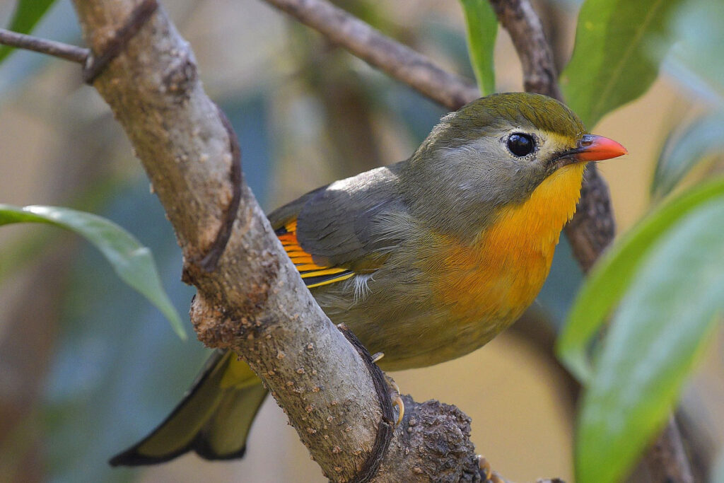 birds-10