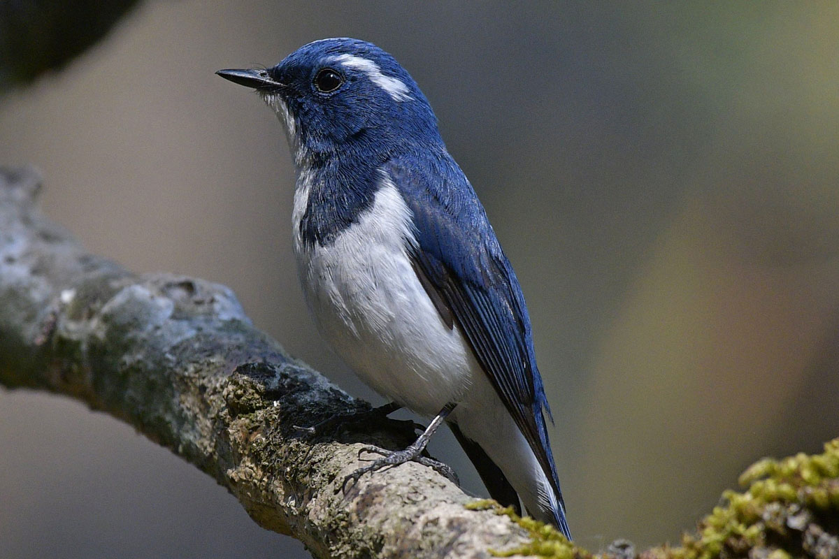 birds-11