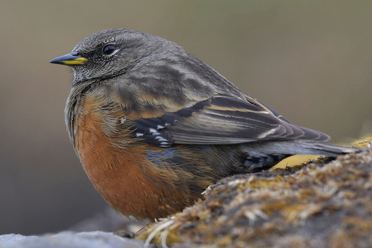 birds-12