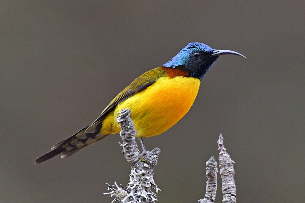 birds-13