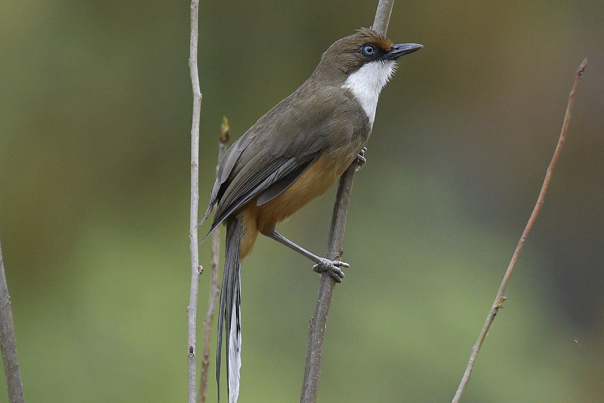birds-14