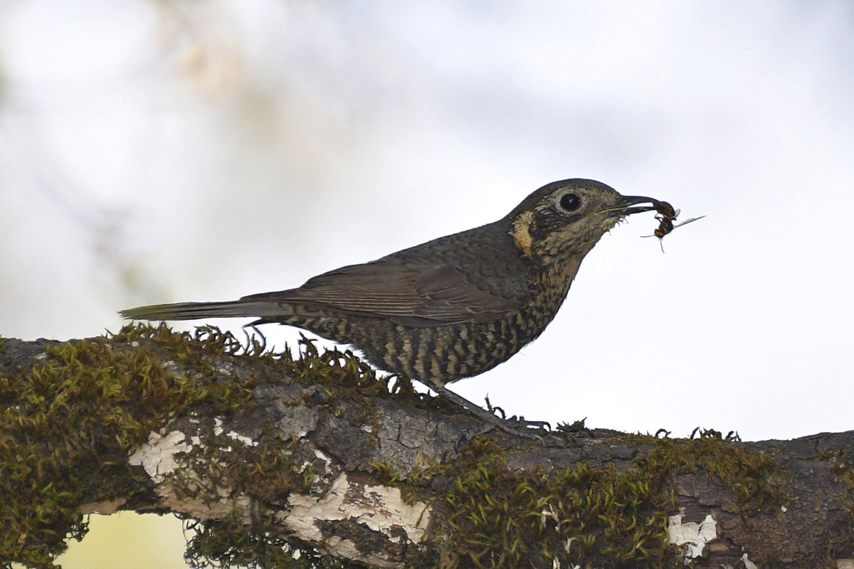 birds-20