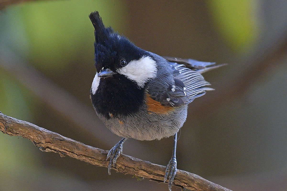 birds-21