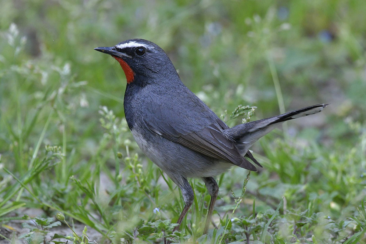 birds-25