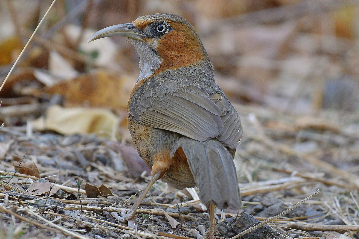 birds-32