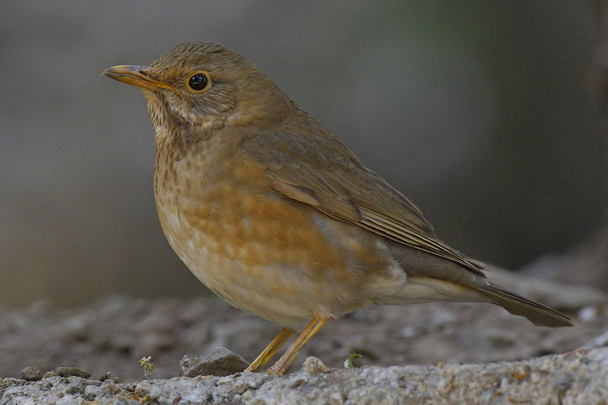 birds-34