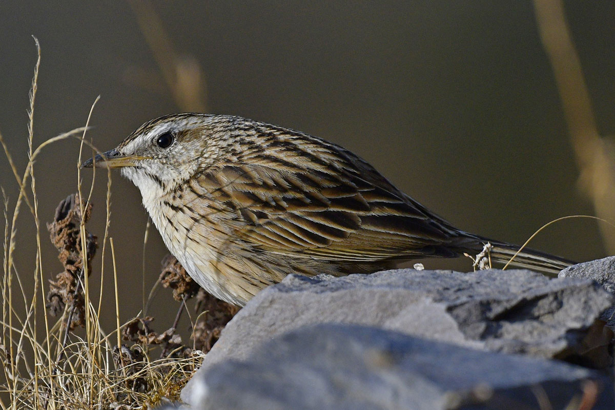 birds-36