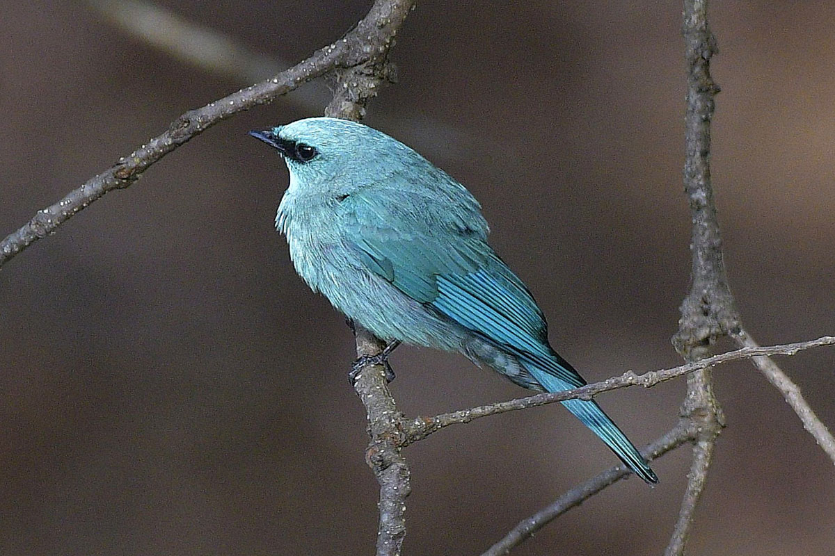 birds-37