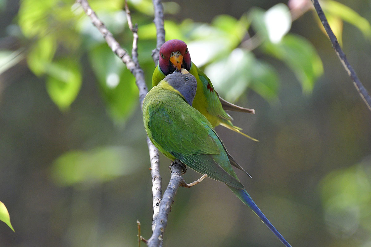 birds-4