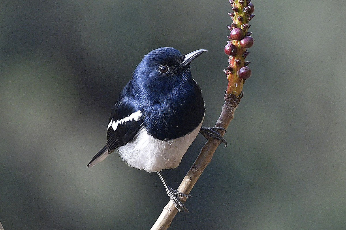 birds-5