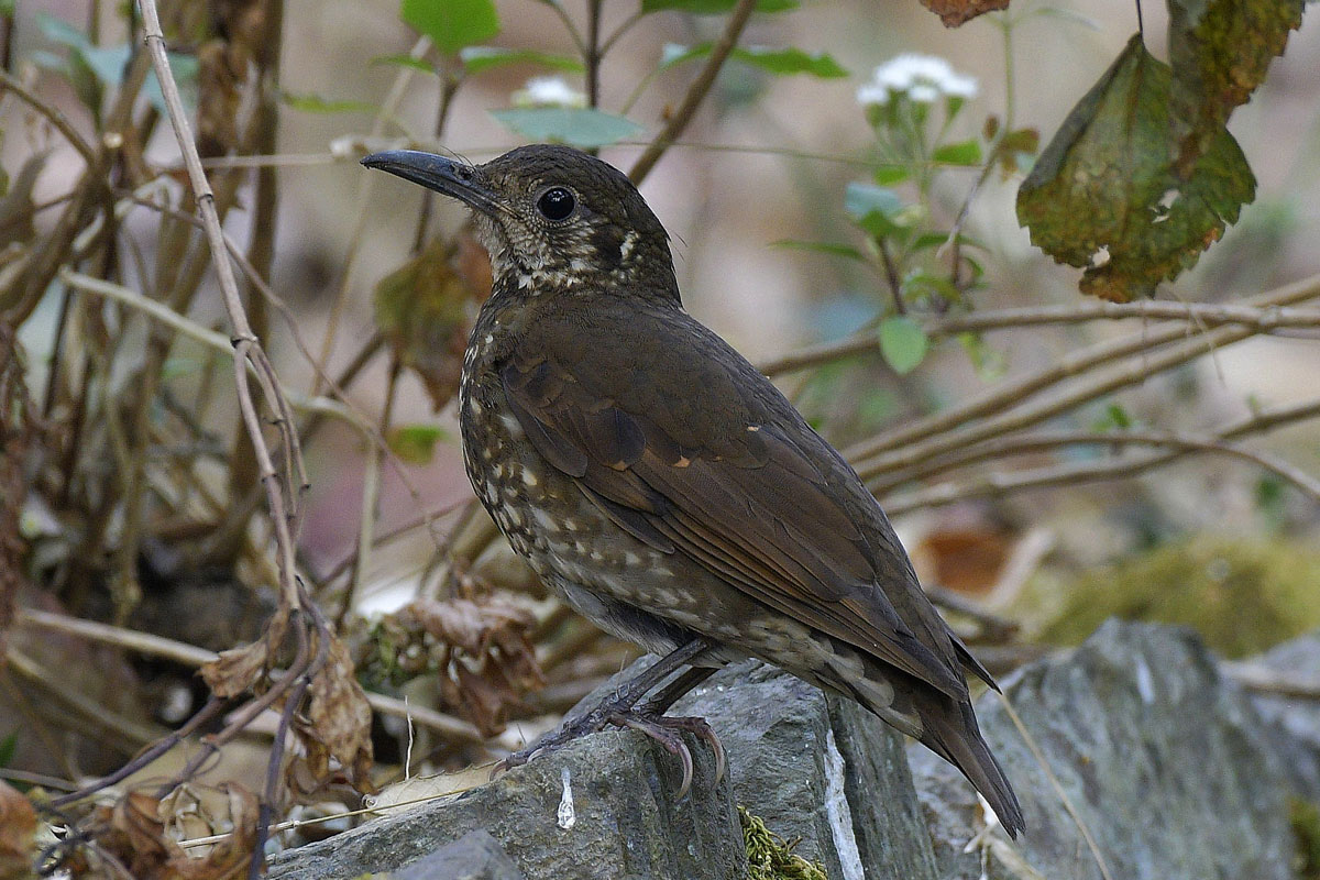 birds-6