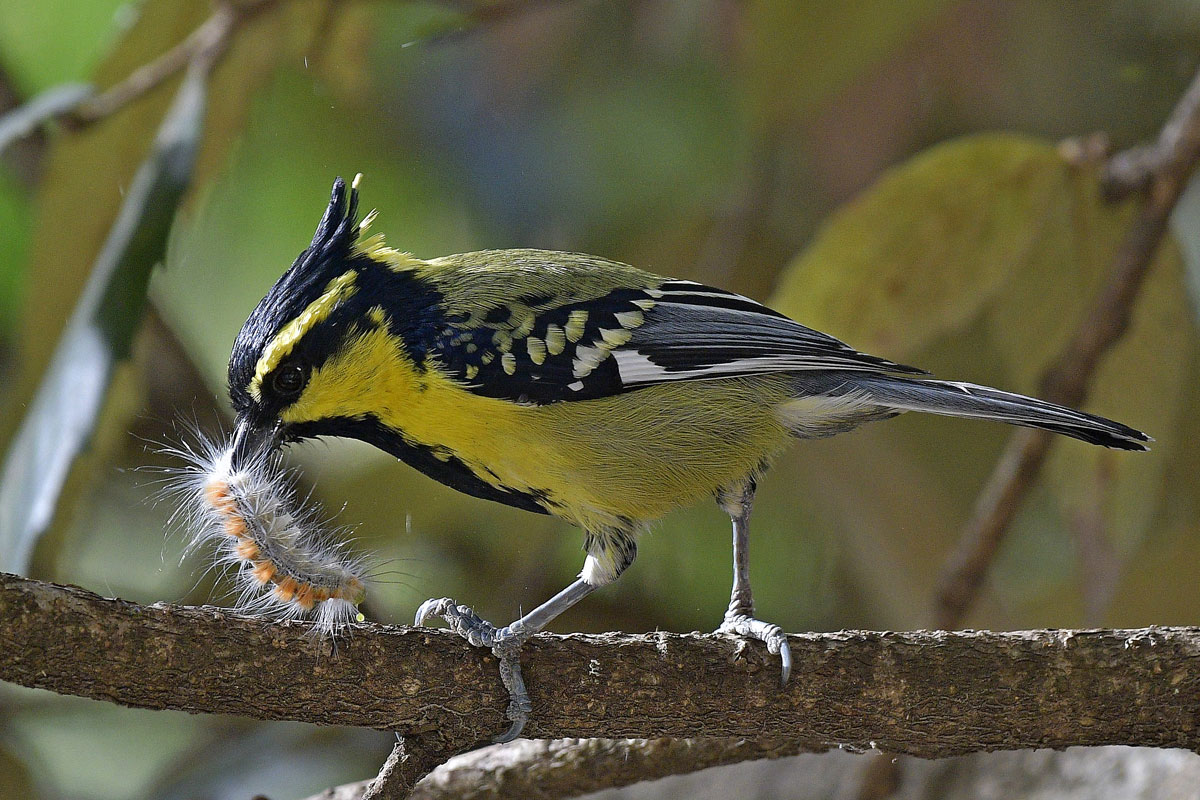 birds-7