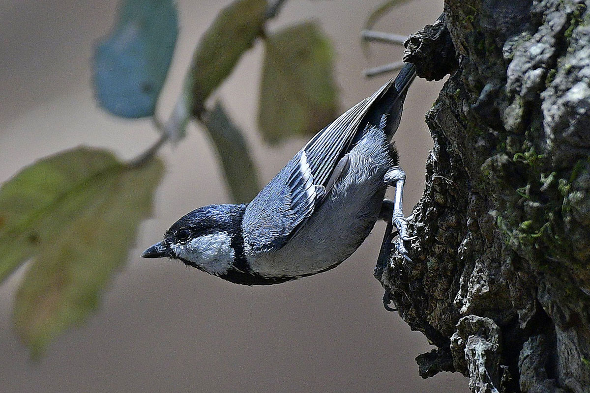 birds-8